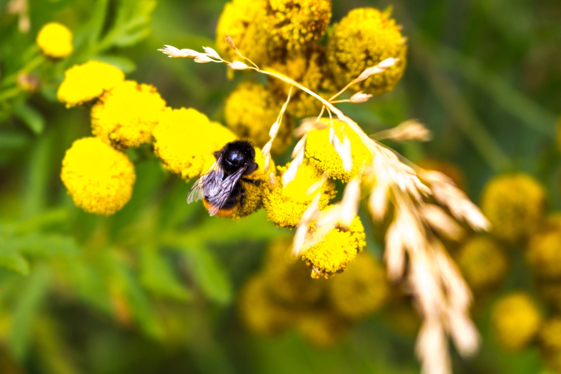 bumblebee-1599130_1920.jpg